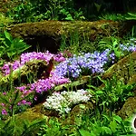 Zloty Buk Jagniątków