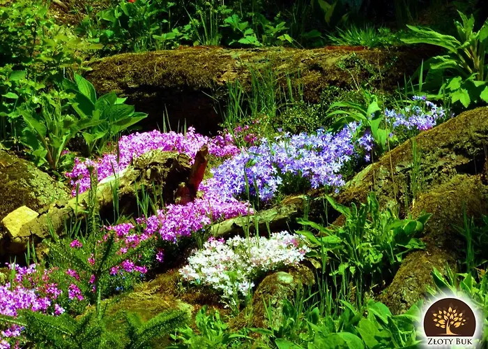 Zloty Buk Jagniątków